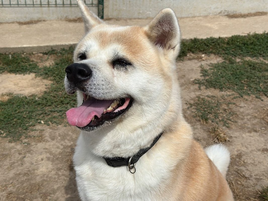 Natsuo - Chien Akita Inu à adopter - photo 7
