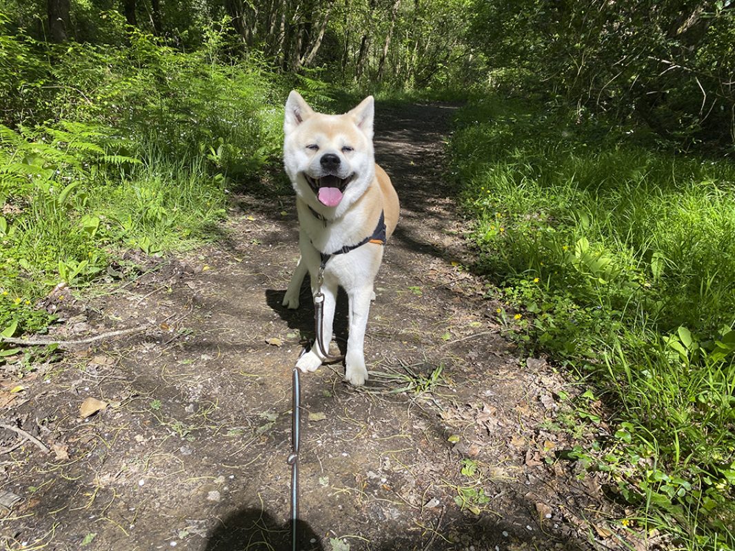 Natsuo - Chien Akita Inu à adopter - photo 9