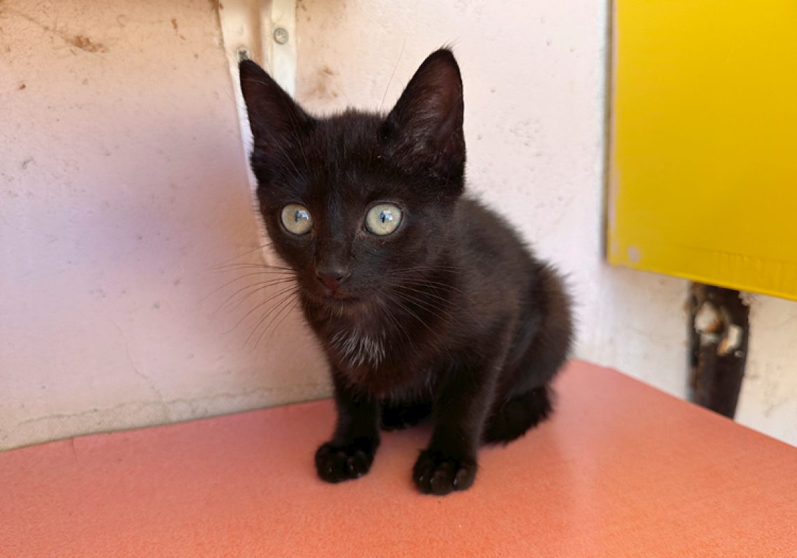 Nyx - Chat Européen à adopter