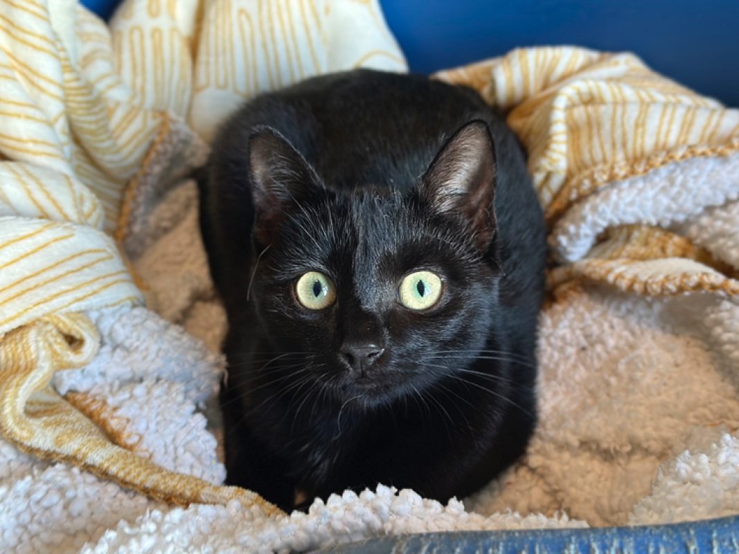 Nyx - Chat Européen à adopter