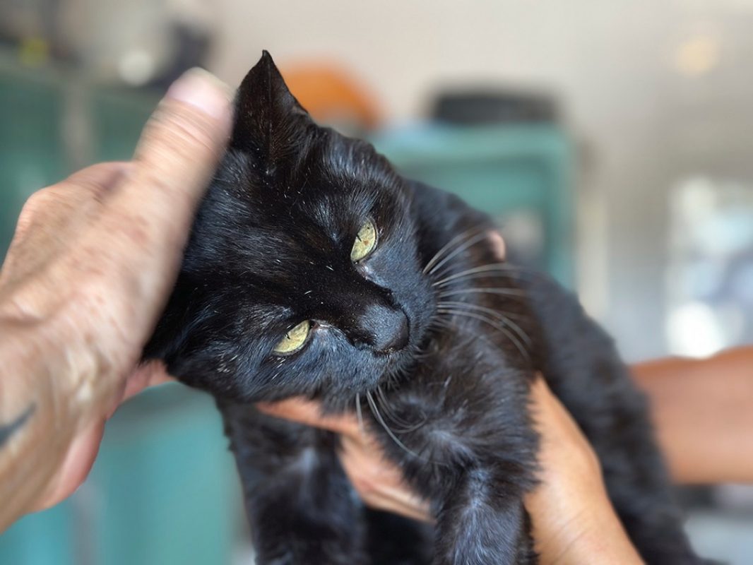 Nyx - Chat Européen à adopter - photo 2