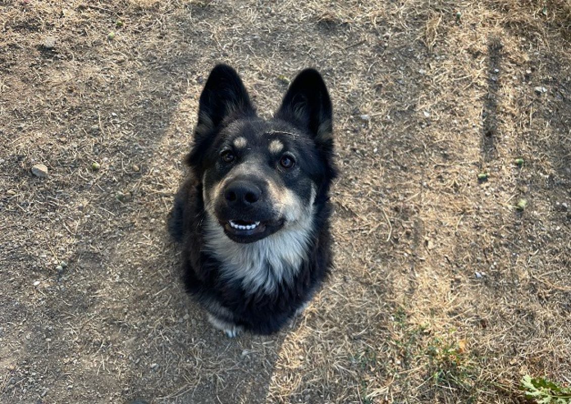 Isis - Chien à adopter