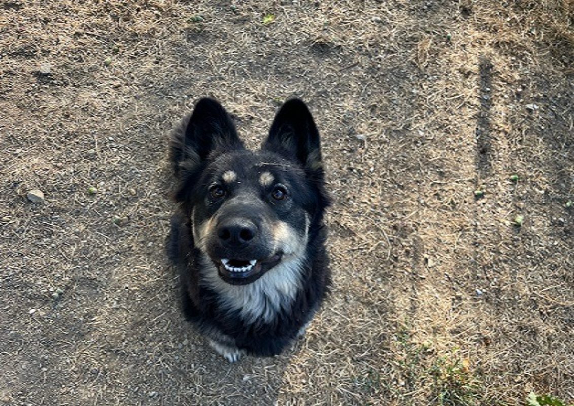 Isis - Chien à adopter - photo 2