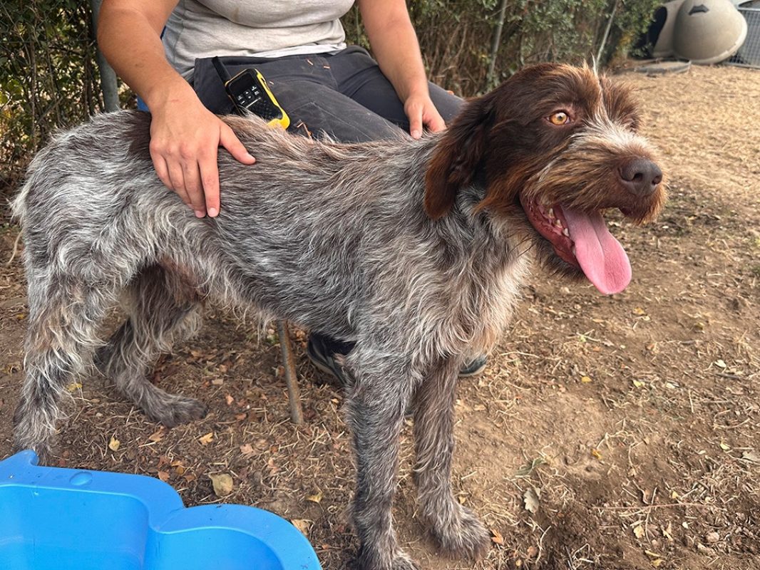 Pick-up - Chien à adopter