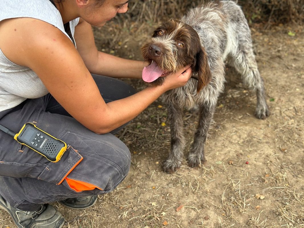 Pick-up - Chien à adopter - photo 3