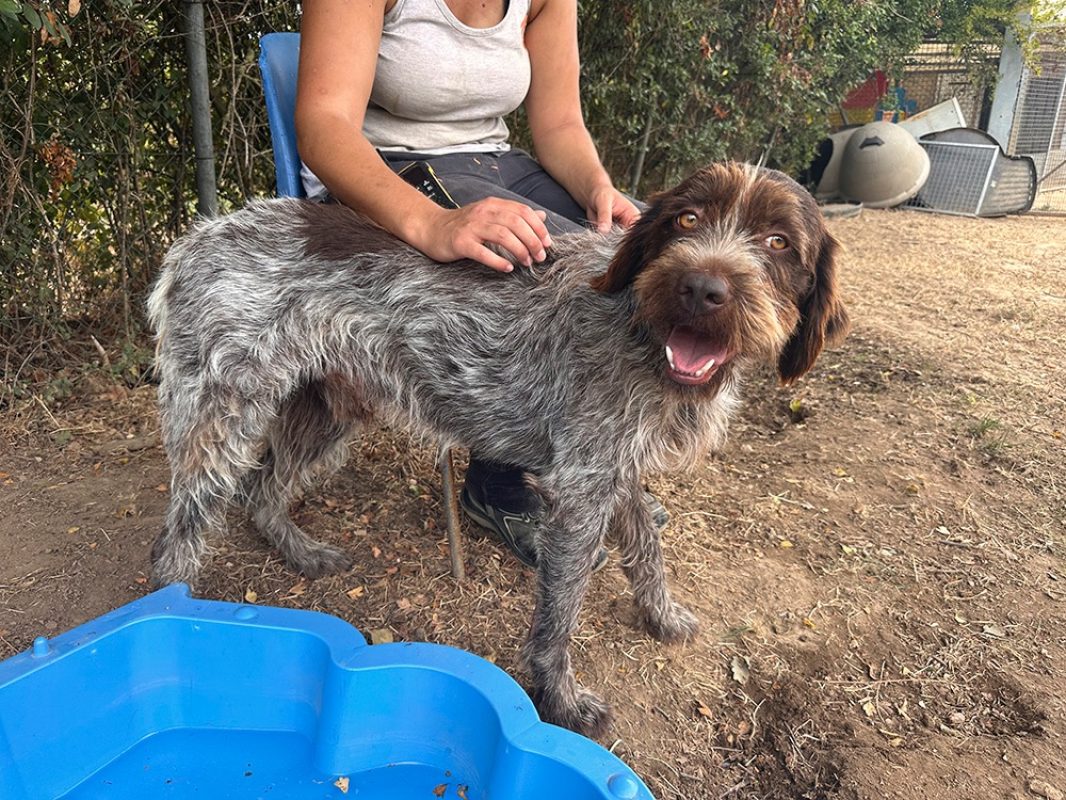 Pick-up - Chien à adopter - photo 4