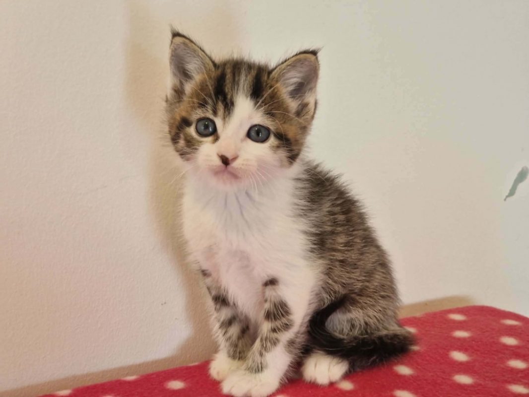 Oxford - Chat Européen à adopter