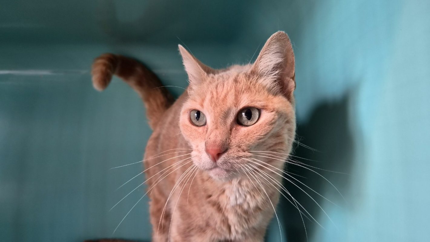 Josette - Chat Européen à adopter