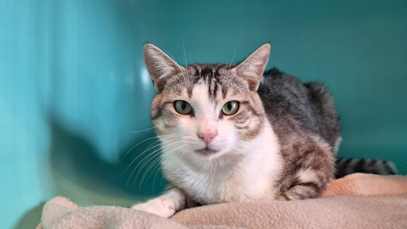 Adriel - Chat Européen à adopter