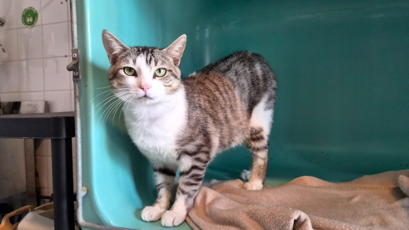 Adriel - Chat Européen à adopter - photo 2