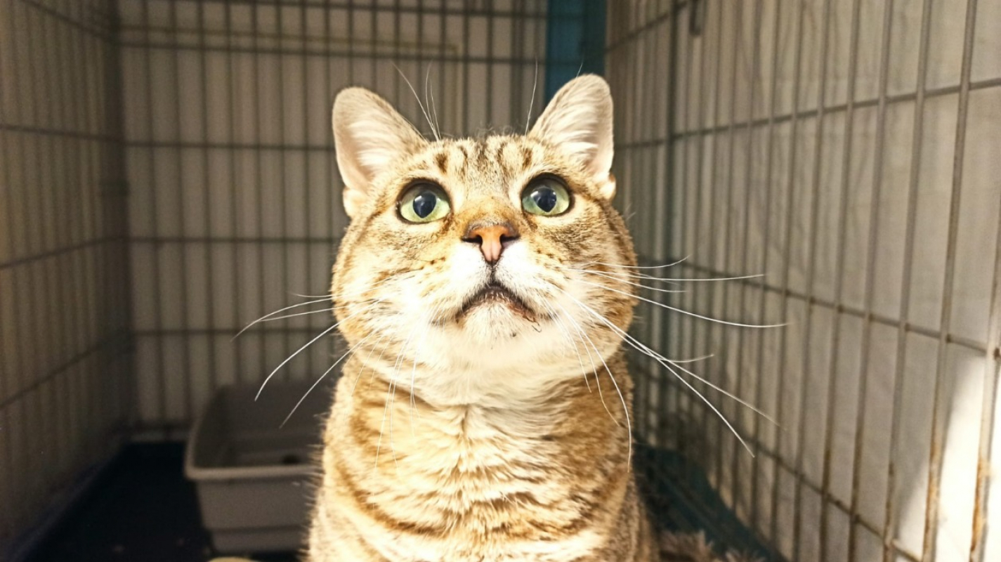 Photo #1 de Térérond