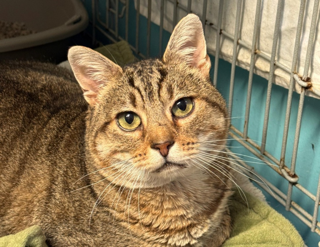 Photo #4 de Térérond