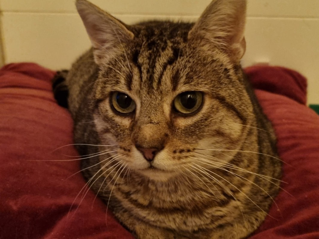 Photo #5 de Térérond