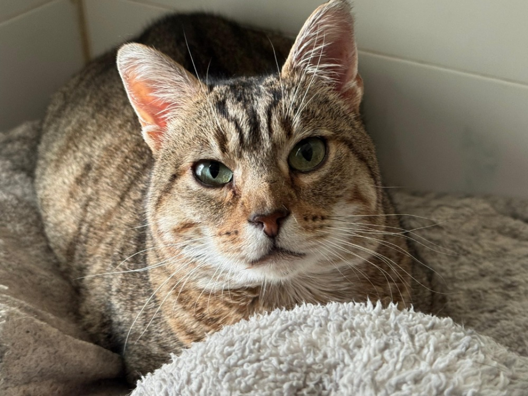 Photo #1 de Térérond