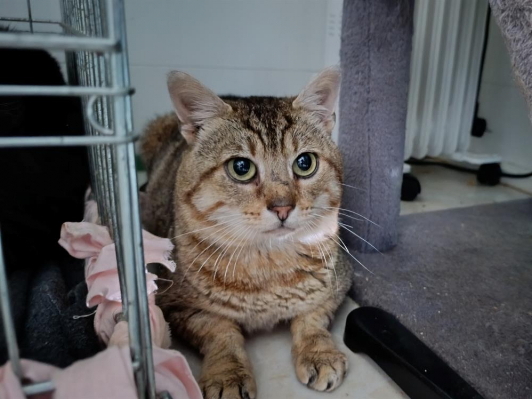 Photo #4 de Térérond