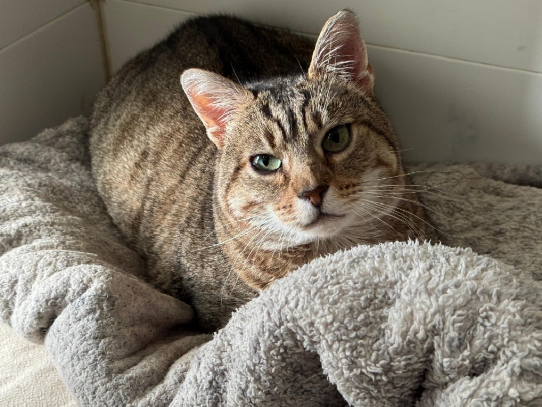 Photo #8 de Térérond