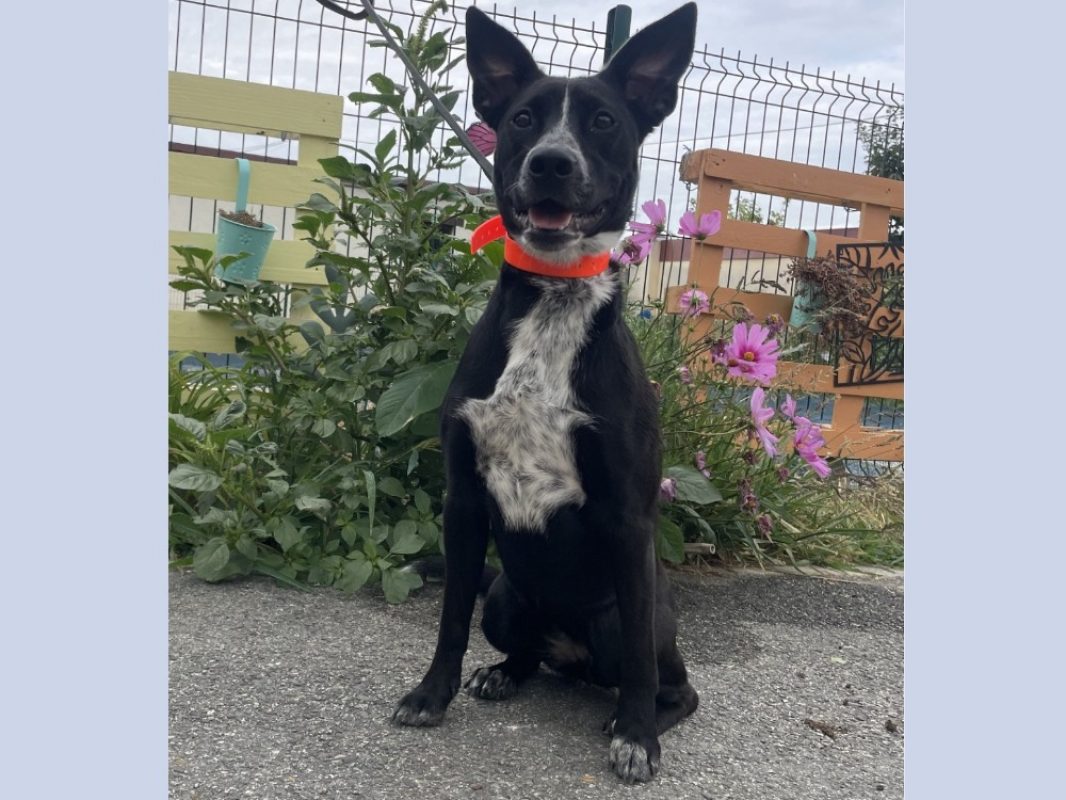 Jinx - Chien à adopter