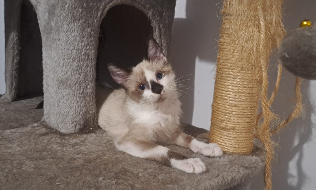 Asher - Chat Européen à adopter