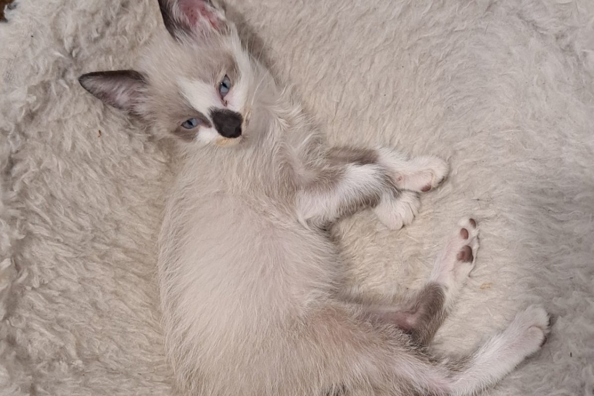 Asher - Chat Européen à adopter - photo 3