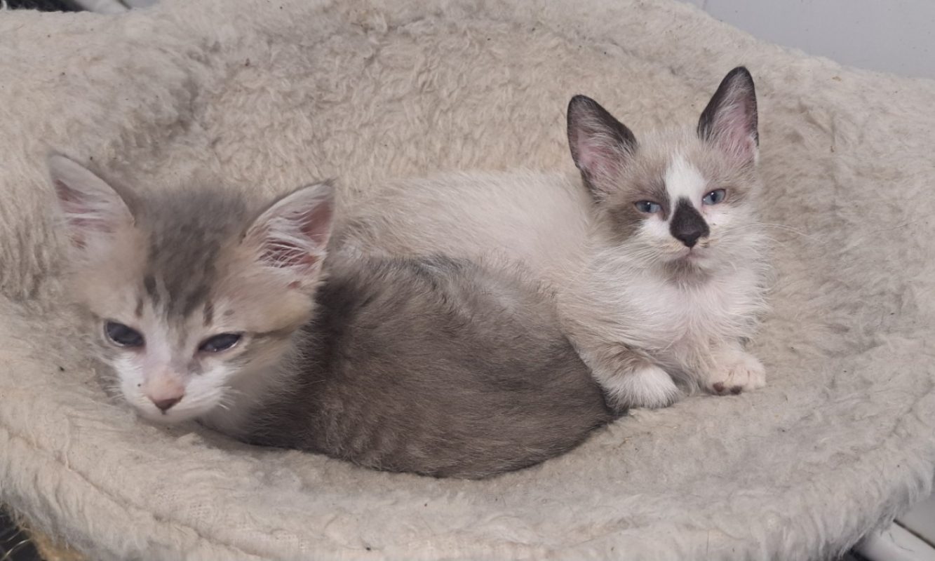 Heyat - Chat Européen à adopter