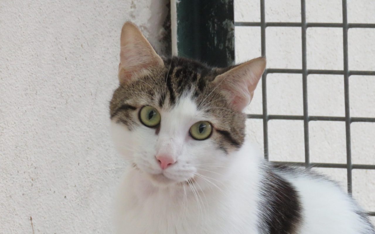 Jay - Chat Européen à adopter