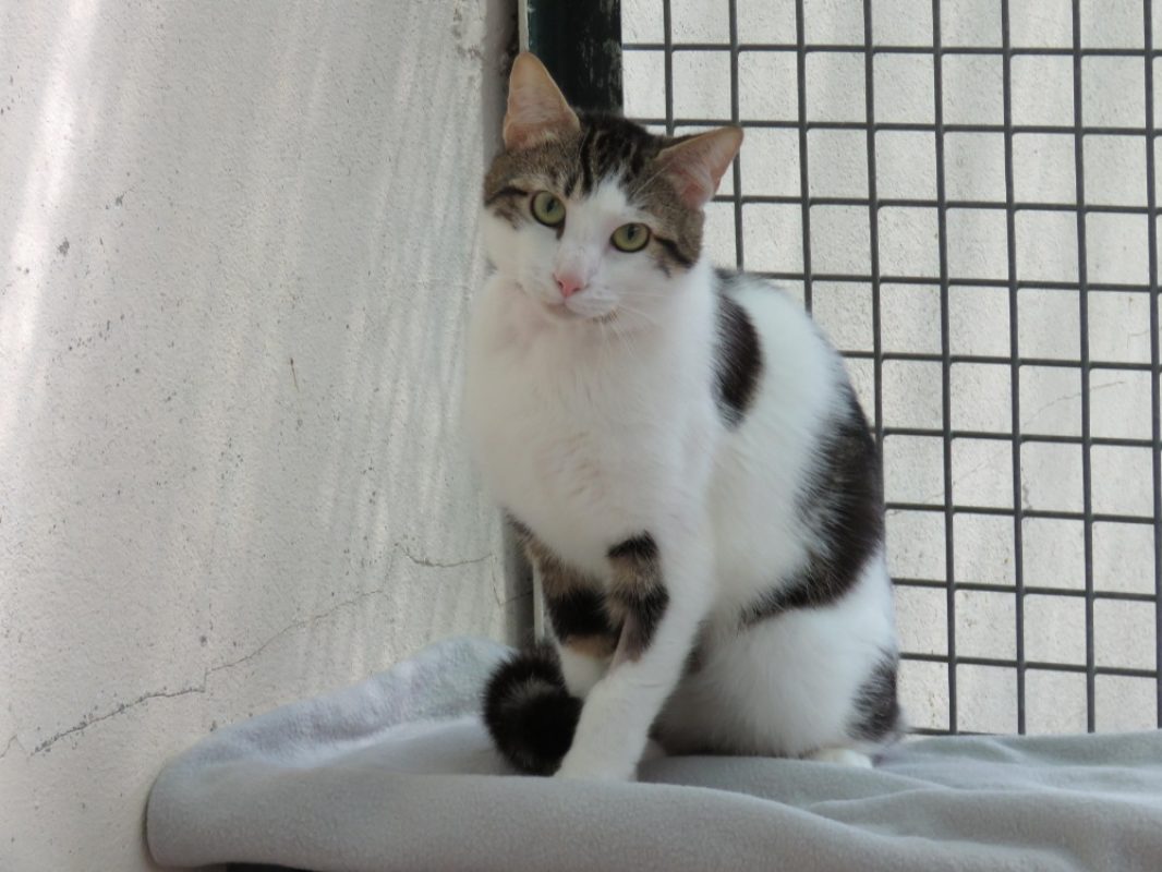 Jay - Chat Européen à adopter - photo 2
