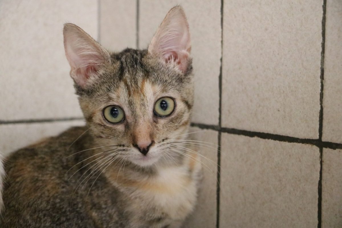 Eleonor - Chat Européen à adopter