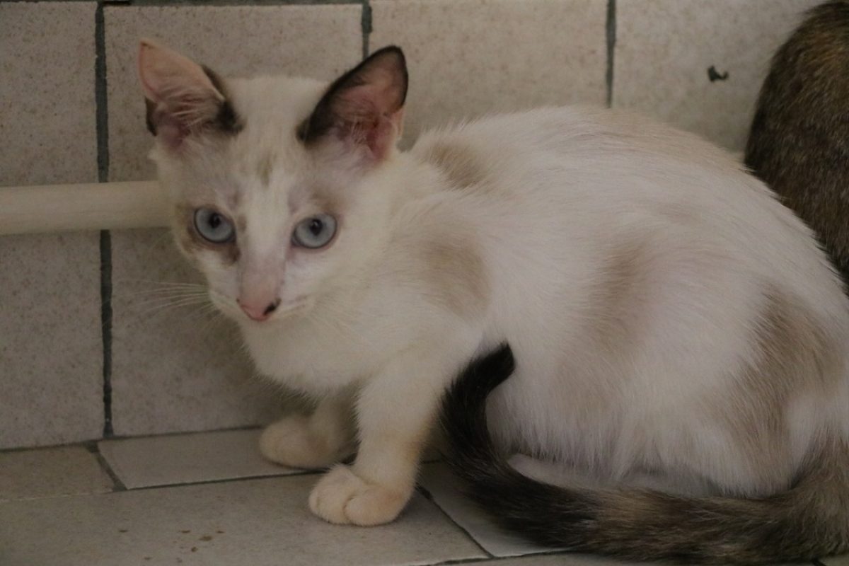 Emma - Chat Européen à adopter