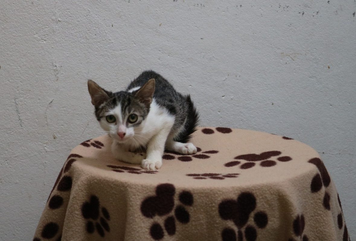 Eva - Chat Européen à adopter