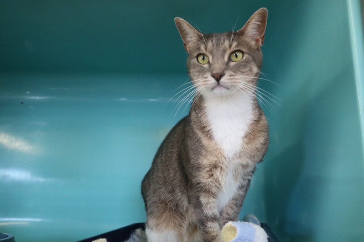 Martin - Chat Européen à adopter
