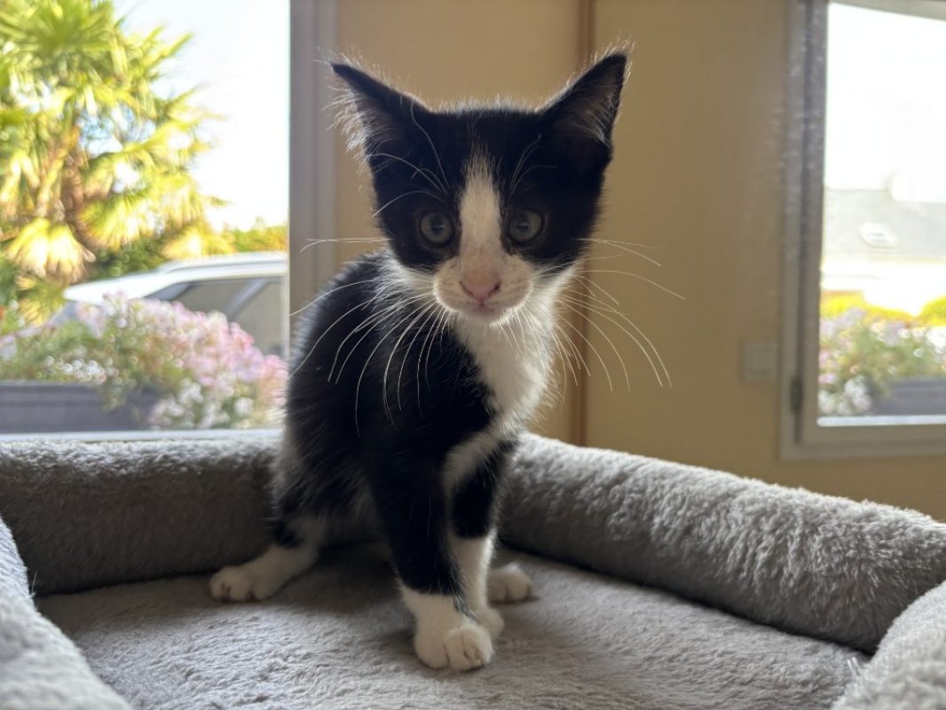 Figaro - Chat Européen à adopter