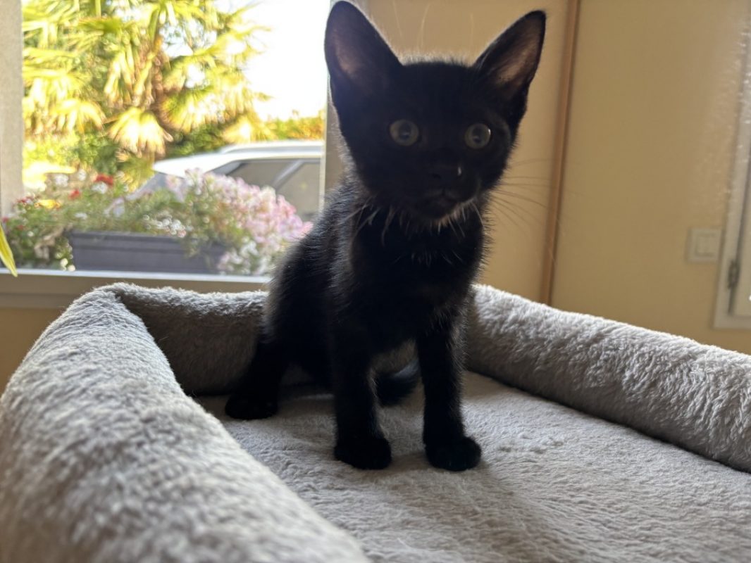 Bianca - Chat Européen à adopter