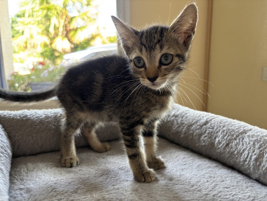 Berlioz - Chat Européen à adopter