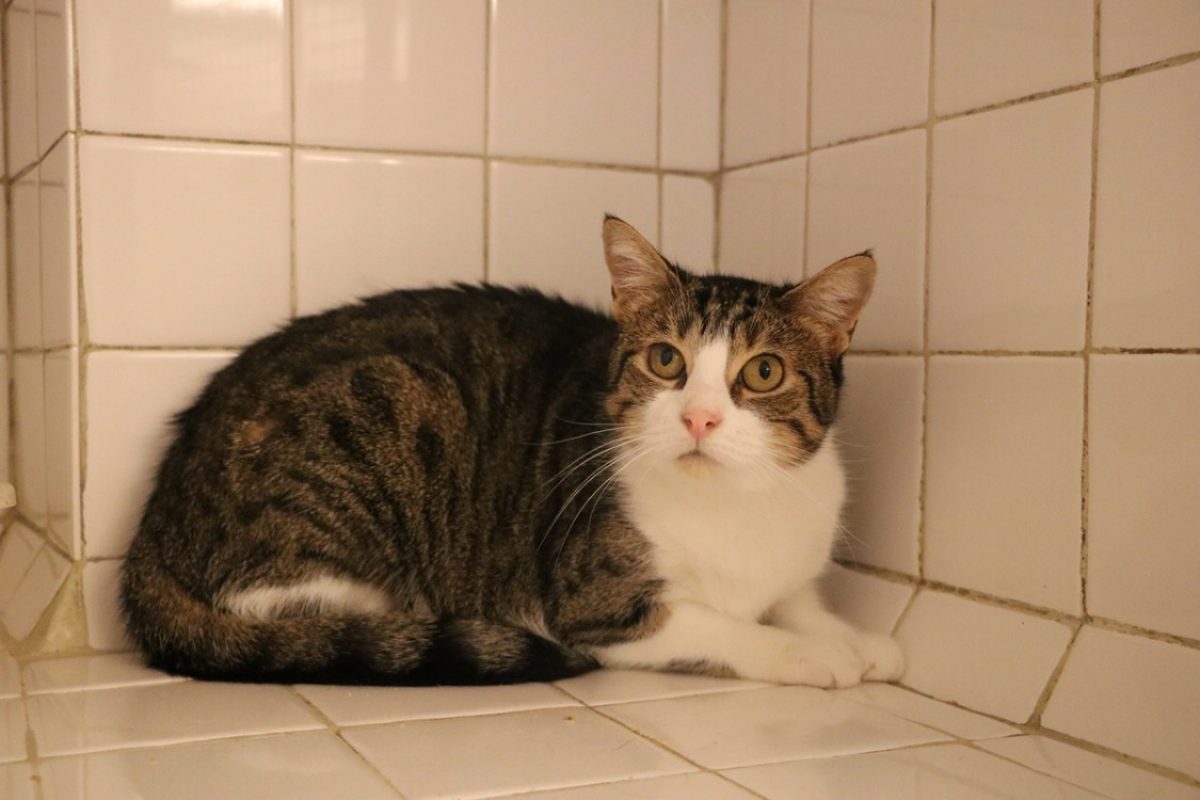 Ombrelle - Chat Européen à adopter