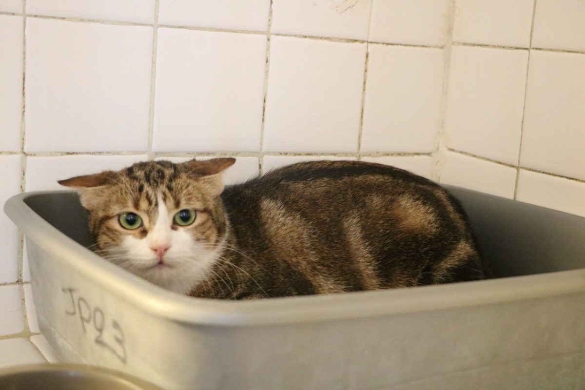 Tong - Chat Européen à adopter