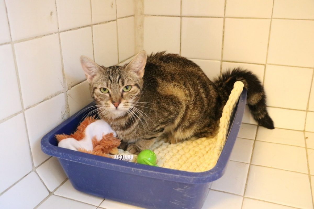 Summer - Chat Européen à adopter
