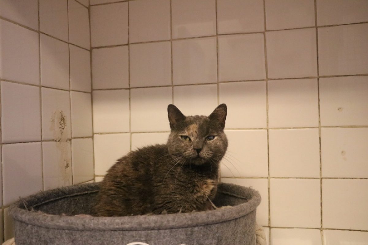 Bikini - Chat Européen à adopter