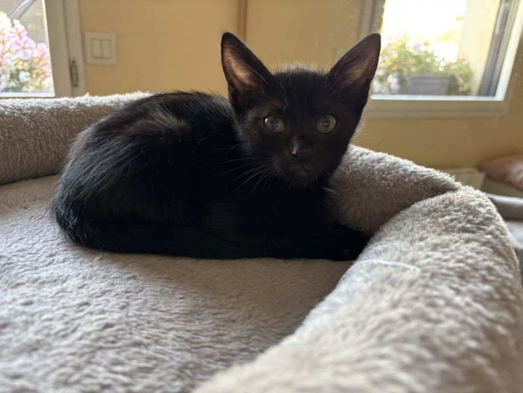 Lilo - Chat Européen à adopter