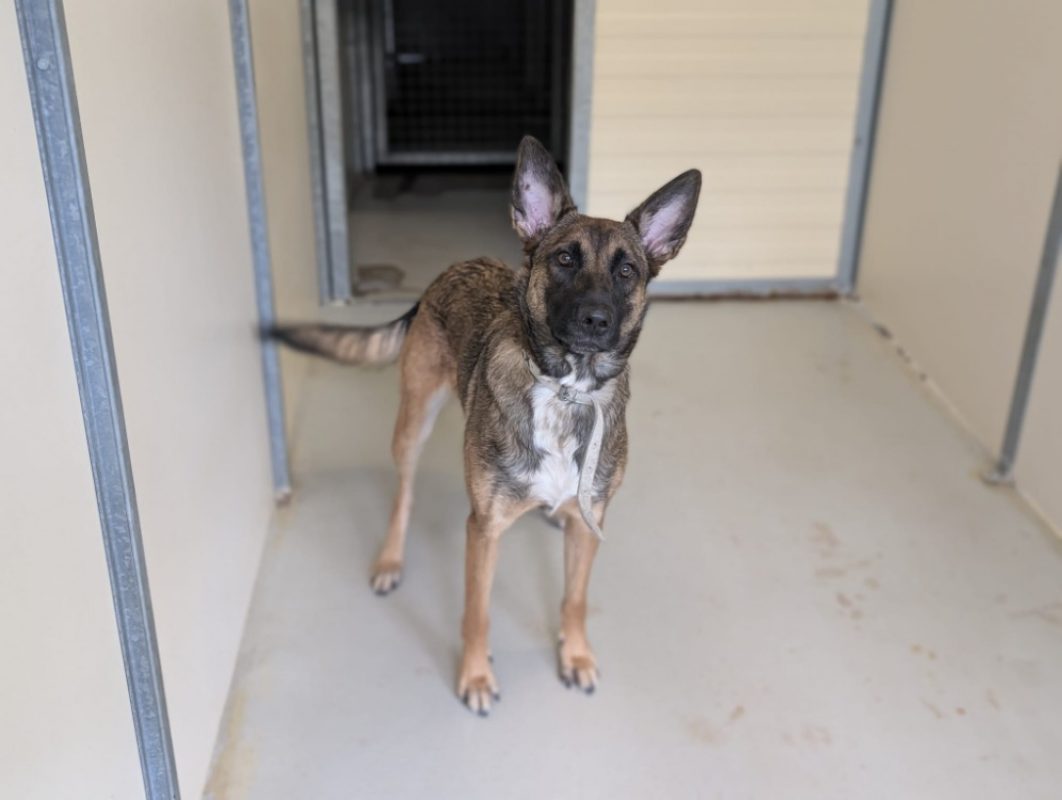 Cannelle - Chien Berger Belge Malinois à adopter