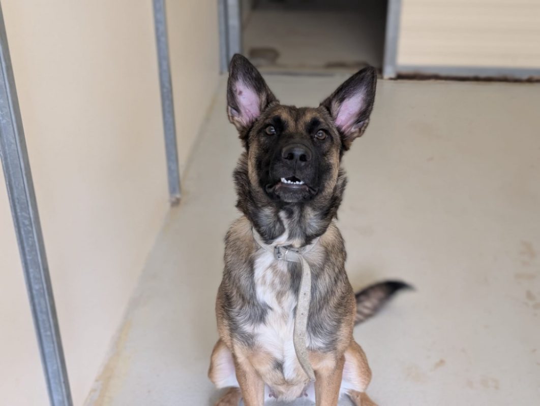 Cannelle - Chien Berger Belge Malinois à adopter - photo 2