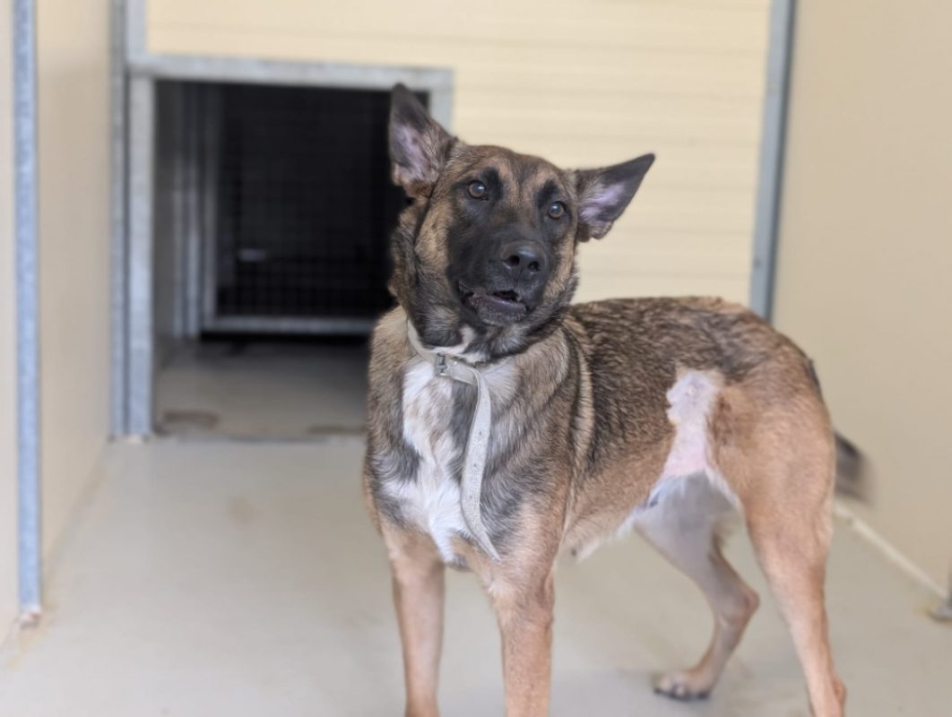 Cannelle - Chien Berger Belge Malinois à adopter - photo 3