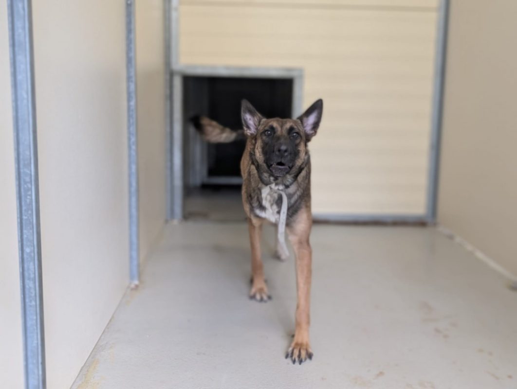 Cannelle - Chien Berger Belge Malinois à adopter - photo 4