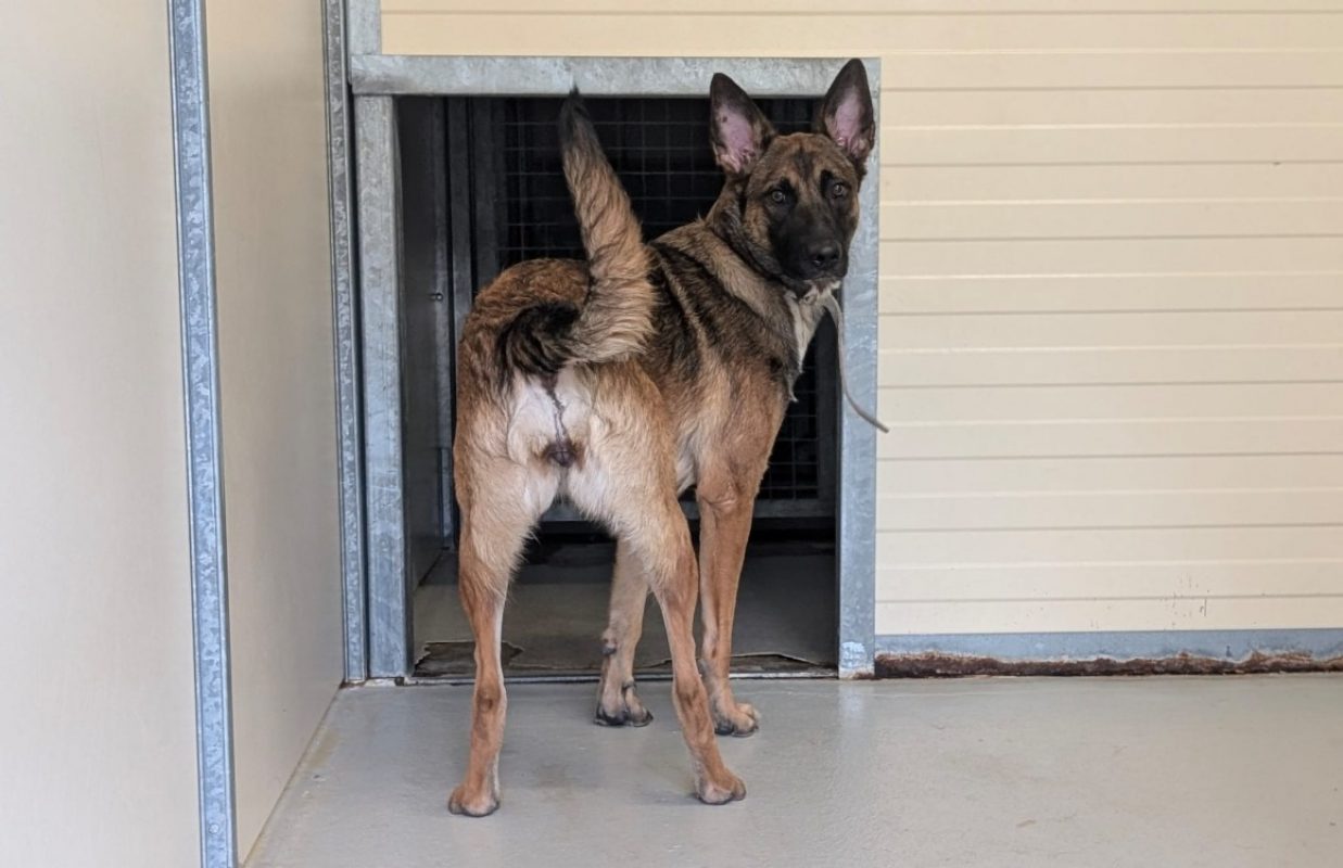 Cannelle - Chien Berger Belge Malinois à adopter - photo 5