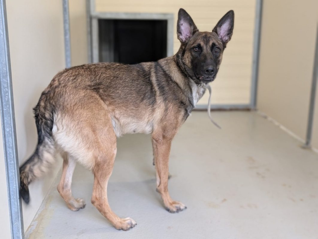 Cannelle - Chien Berger Belge Malinois à adopter - photo 6