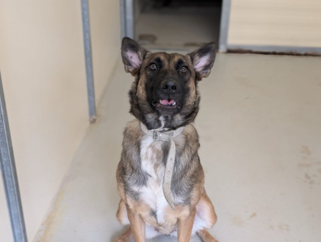 Cannelle - Chien Berger Belge Malinois à adopter - photo 7