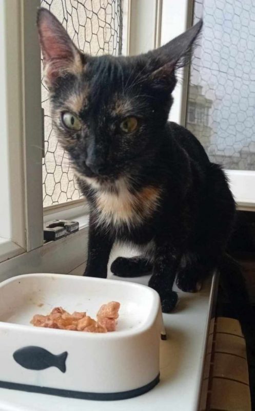kaya - Chat à adopter - photo 3