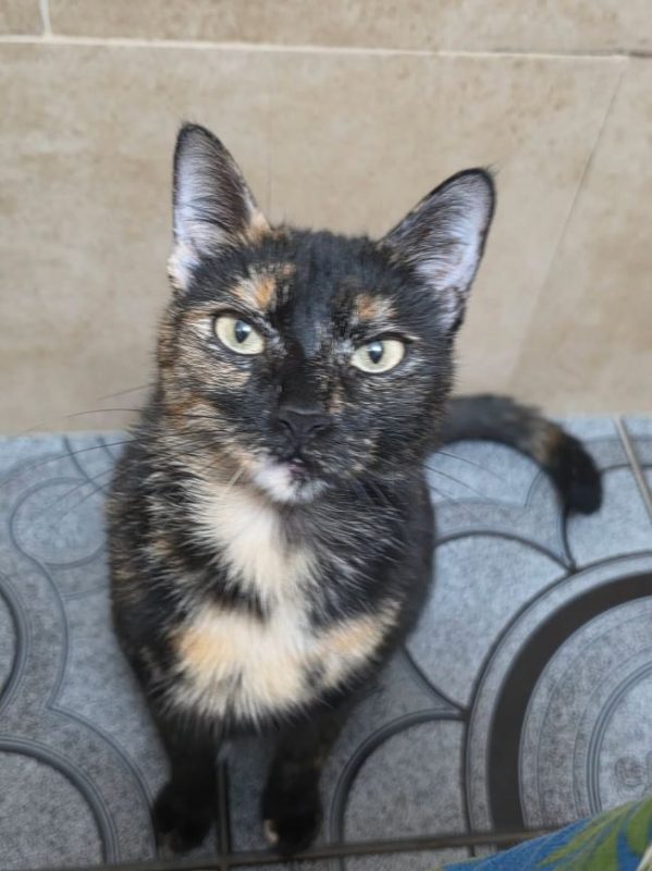 kaya - Chat à adopter - photo 2