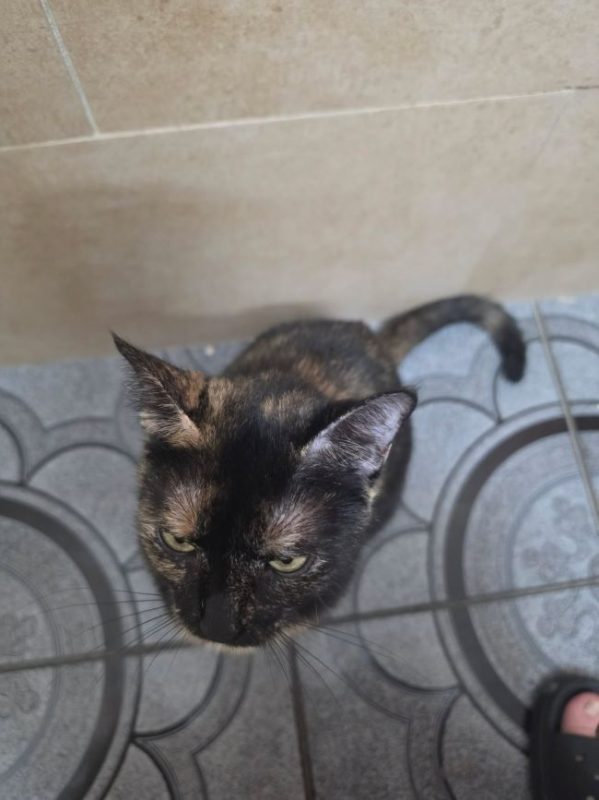 kaya - Chat à adopter