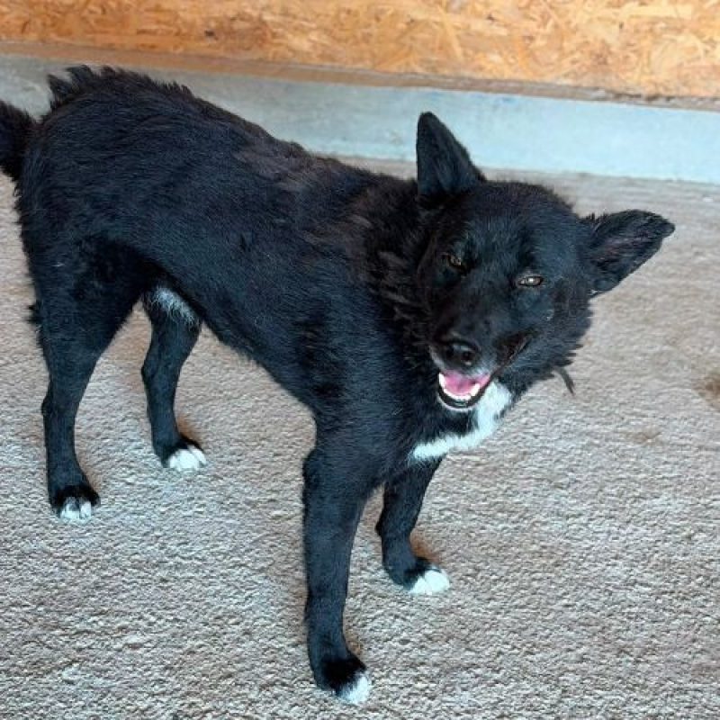 NAVA - Chien à adopter - photo 5