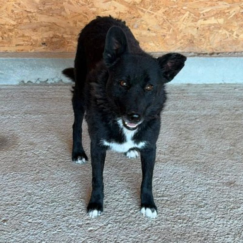 NAVA - Chien à adopter